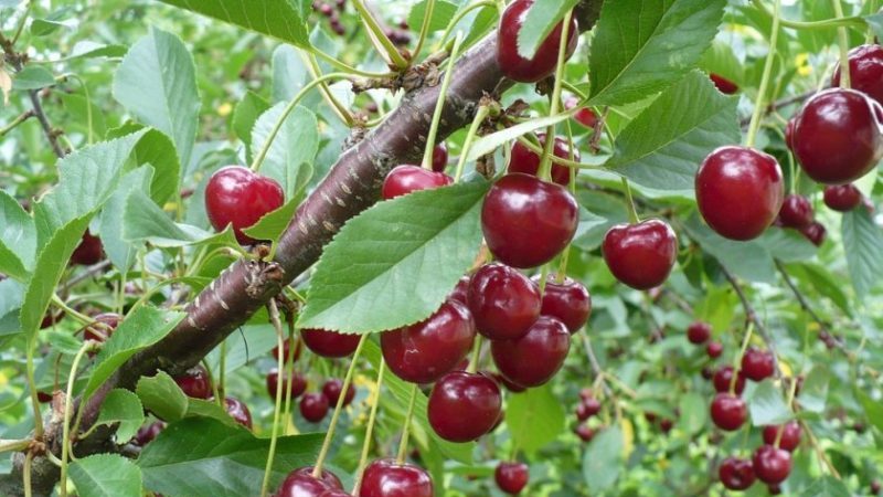 The best cherry varieties for central Russia