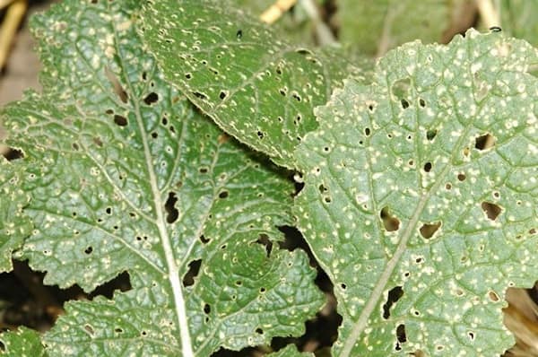 Growing and caring for turnips in the open field