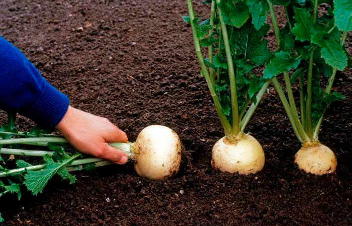 Growing and caring for turnips in the open field