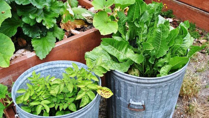 Instructions for the correct cultivation of horseradish on your own plot