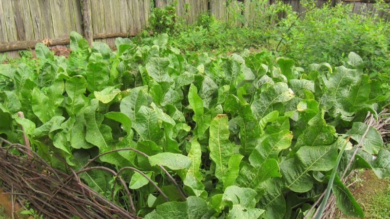 Instructions for the correct cultivation of horseradish on your own plot
