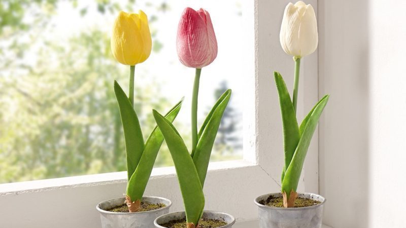 How to properly grow tulips in a pot at home