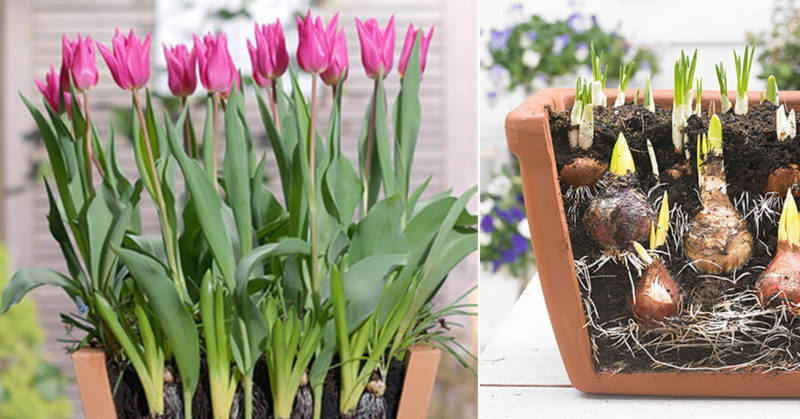 How to properly grow tulips in a pot at home