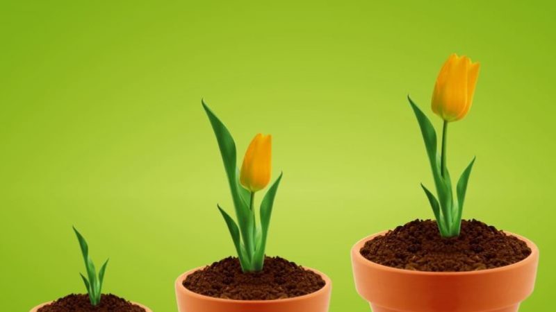 How to properly grow tulips in a pot at home