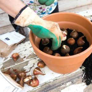 How to properly grow tulips in a pot at home