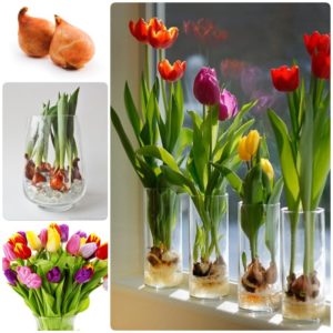 How to properly grow tulips in a pot at home
