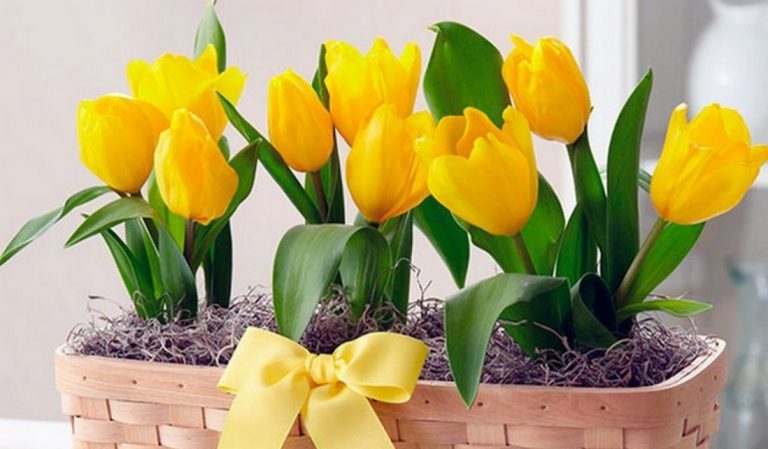 How to properly grow tulips in a pot at home
