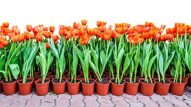 How to properly grow tulips in a pot at home