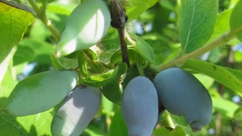 The best varieties of honeysuckle for the Leningrad region and recommendations for choosing the right one