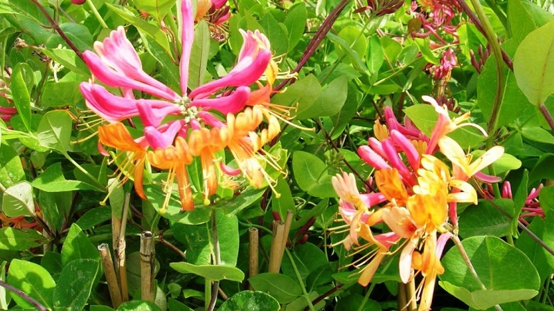 Honeysuckle Hekroth - description and characteristics