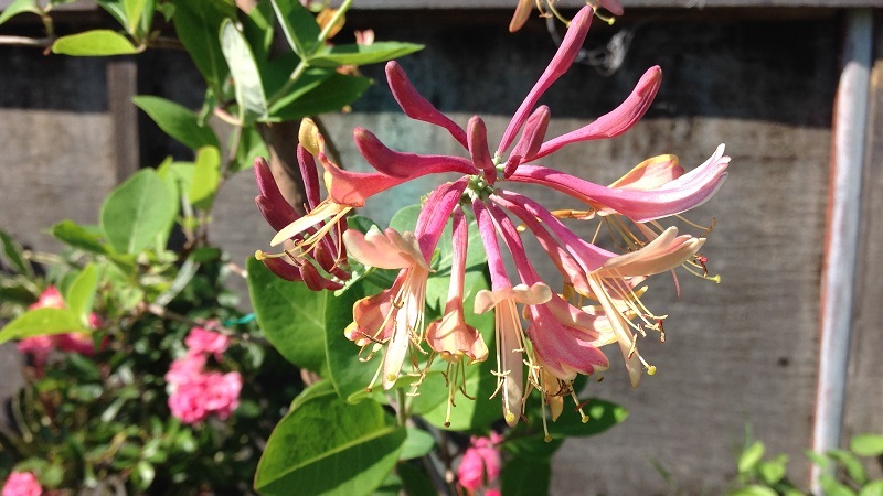 Honeysuckle Hekroth - description and characteristics