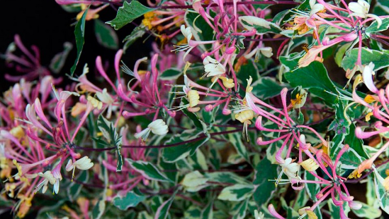Honeysuckle Hekroth - description and characteristics