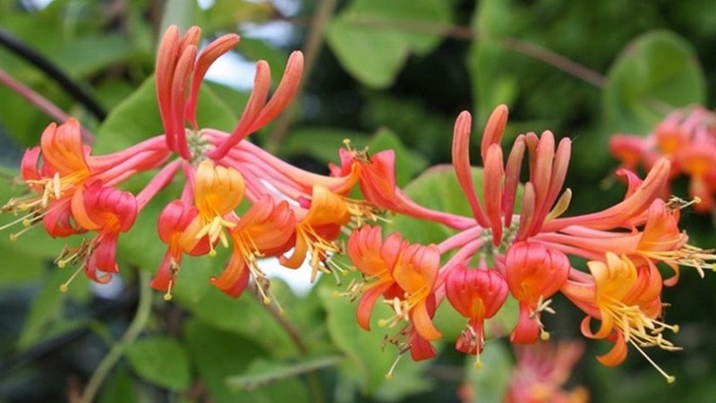 Honeysuckle Hekroth - description and characteristics