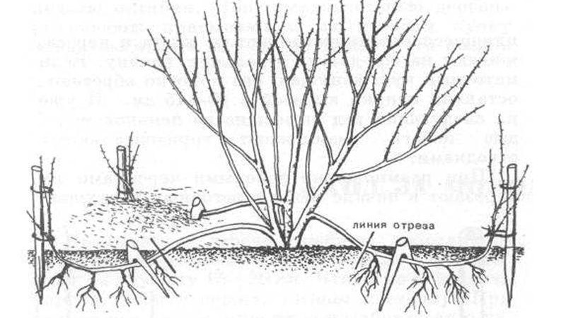Honeysuckle Hekroth - description and characteristics
