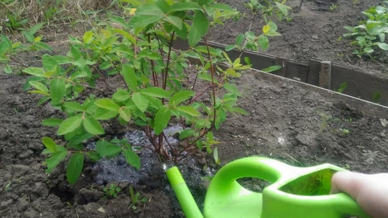 How to properly care for honeysuckle in spring - feeding and pruning