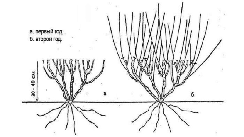 Honeysuckle Hekroth - description and characteristics