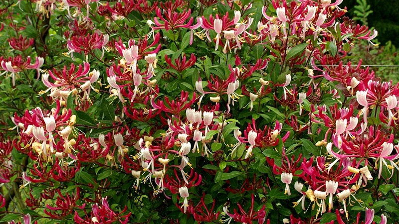 Honeysuckle honeysuckle (fragrant liana): description, methods of reproduction, nuances of care