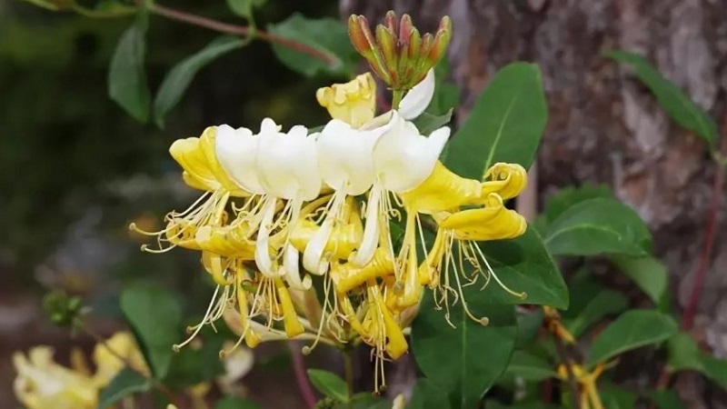 What kind of soil and drainage does honeysuckle love?