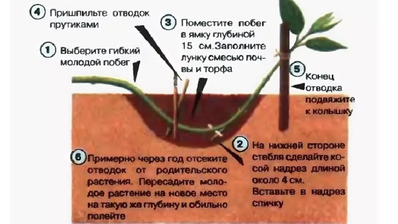 Honeysuckle honeysuckle (fragrant liana): description, methods of reproduction, nuances of care