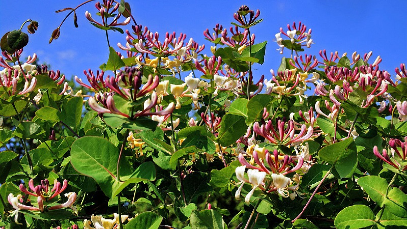 Honeysuckle honeysuckle (fragrant liana): description, methods of reproduction, nuances of care