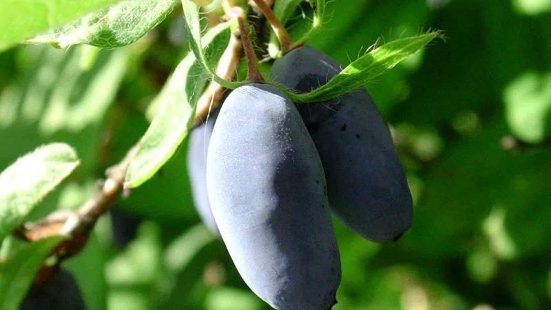 The best varieties of honeysuckle for the Leningrad region and recommendations for choosing the right one