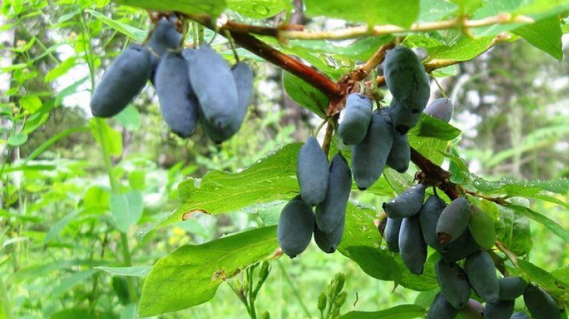 The best varieties of honeysuckle for the Leningrad region and recommendations for choosing the right one