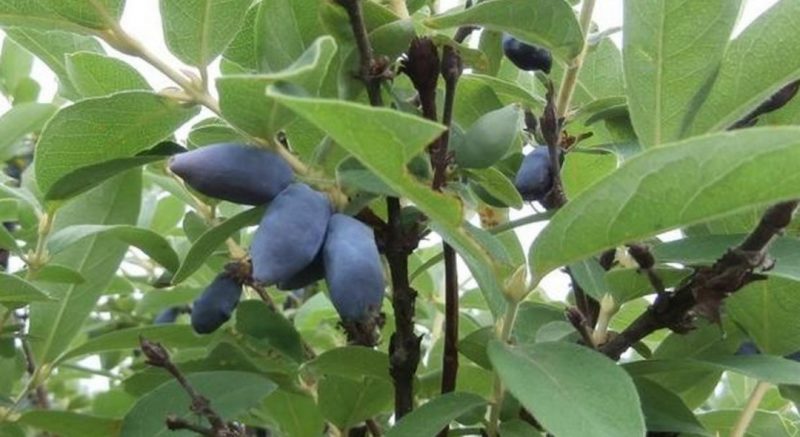 A selection of the best, delicious and sweet varieties of honeysuckle to grow in different regions