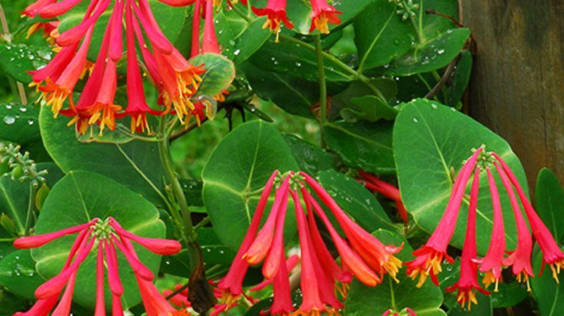 Description, cultivation and application of Brown's Honeysuckle Dropmore Scarlet