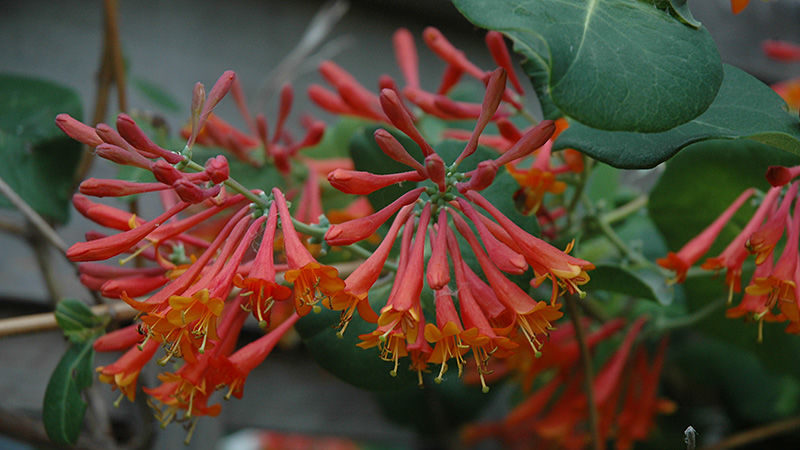 Description, cultivation and application of Brown's Honeysuckle Dropmore Scarlet
