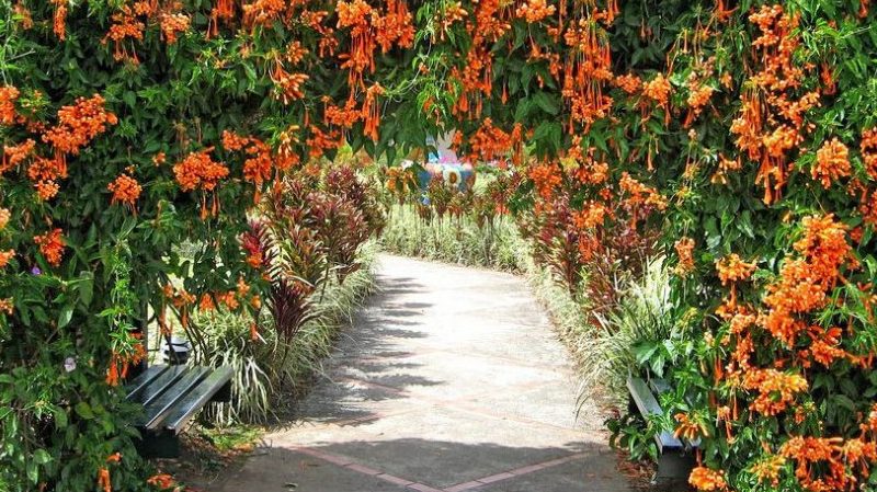Description, cultivation and application of Brown's Honeysuckle Dropmore Scarlet