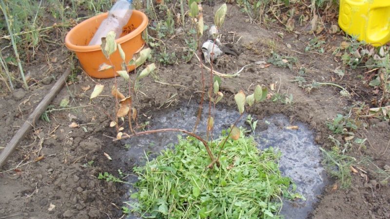Planting and caring for honeysuckle in the Moscow region