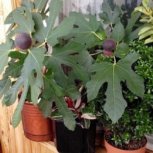 Instructions for growing figs at home from a seed or sprout