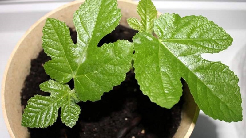Instructions for growing figs at home from a seed or sprout
