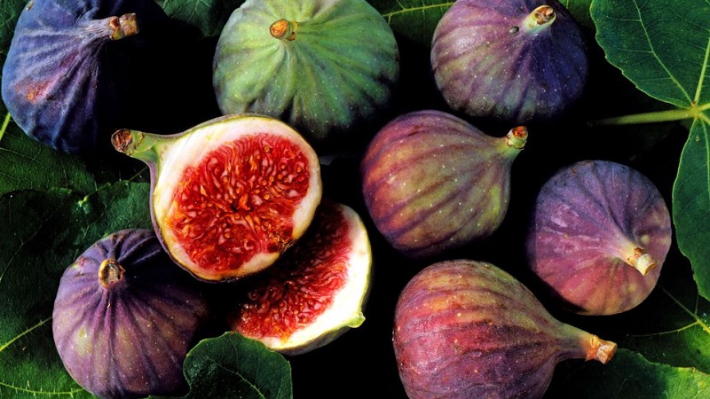 Instructions for growing figs at home from a seed or sprout