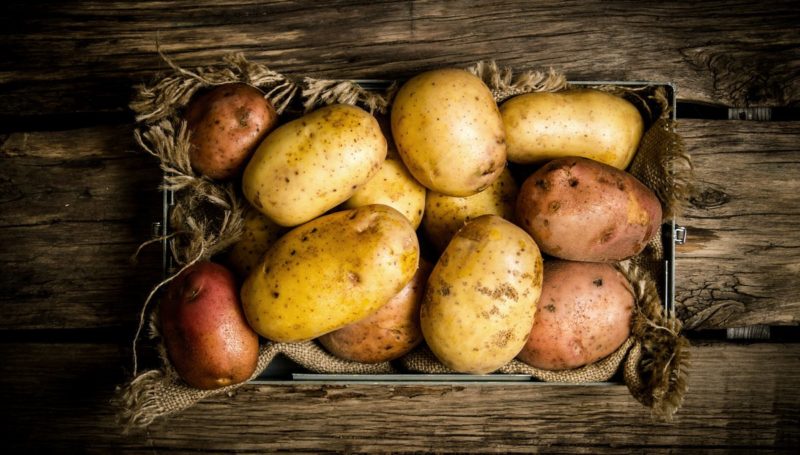 What is a potato and what family it belongs to, a full description with a photo