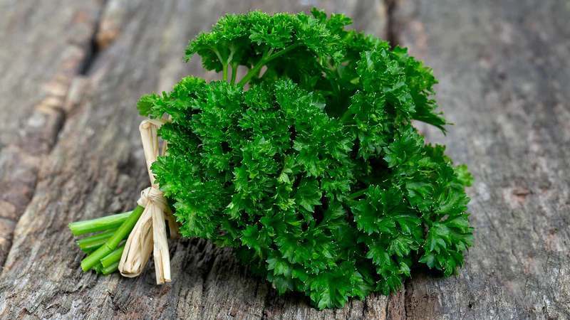 Parsley - description, cultivation, photo