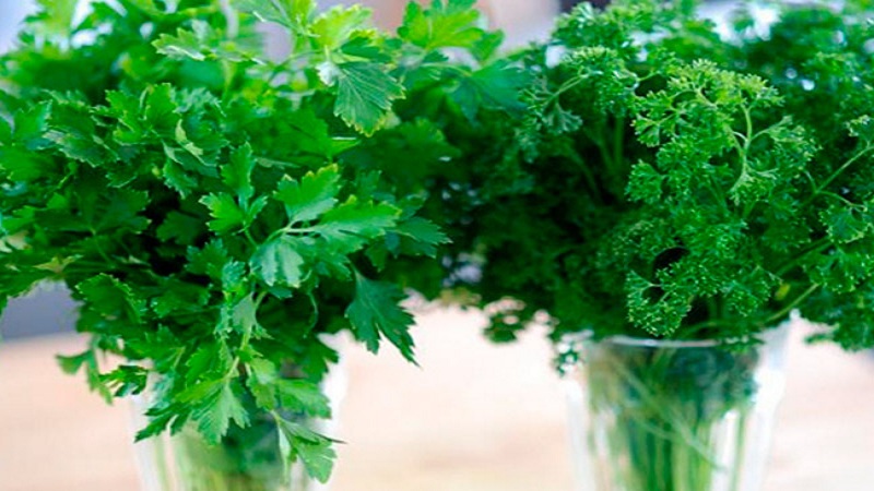 Parsley - description, cultivation, photo