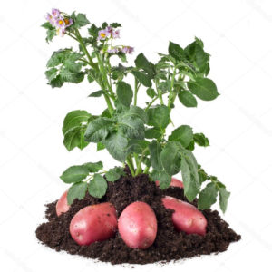 What is a potato and what family it belongs to, a full description with a photo