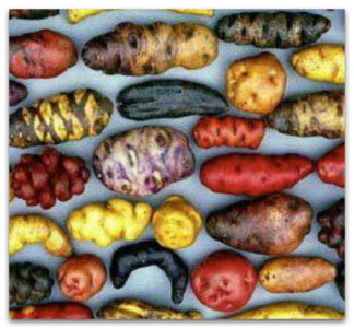 What is a potato and what family it belongs to, a full description with a photo