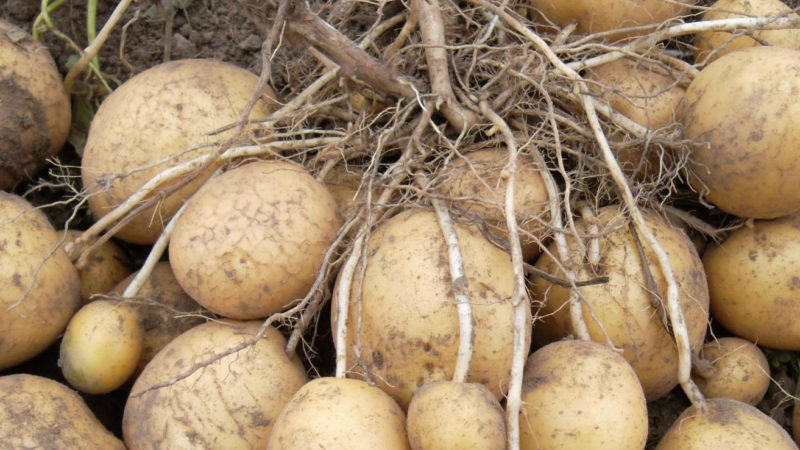 What is a potato and what family it belongs to, a full description with a photo