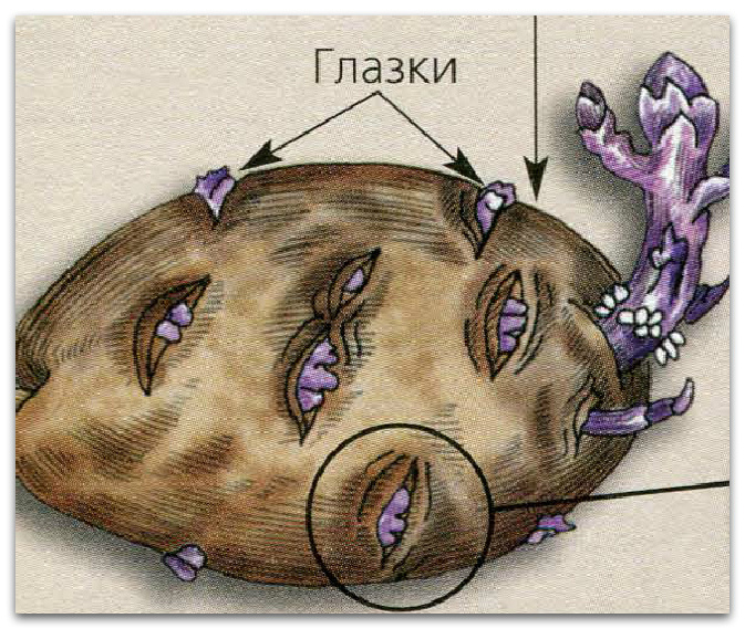 What is a potato and what family it belongs to, a full description with a photo