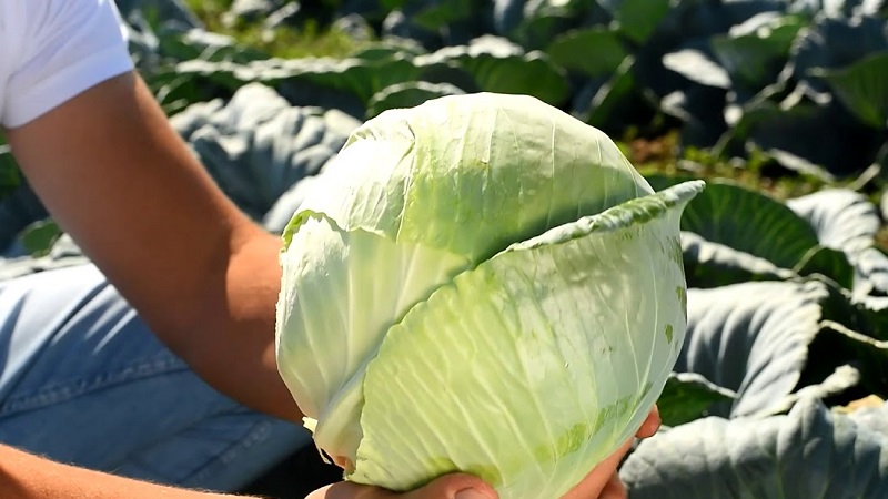 Varieties and types of cabbage with photos and descriptions