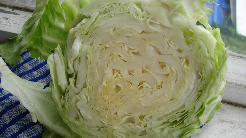 Varieties and types of cabbage with photos and descriptions