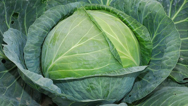 Varieties and types of cabbage with photos and descriptions