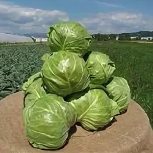 High-yielding cold-tolerant hybrid of Tobia f1 cabbage