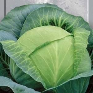 Varieties and types of cabbage with photos and descriptions
