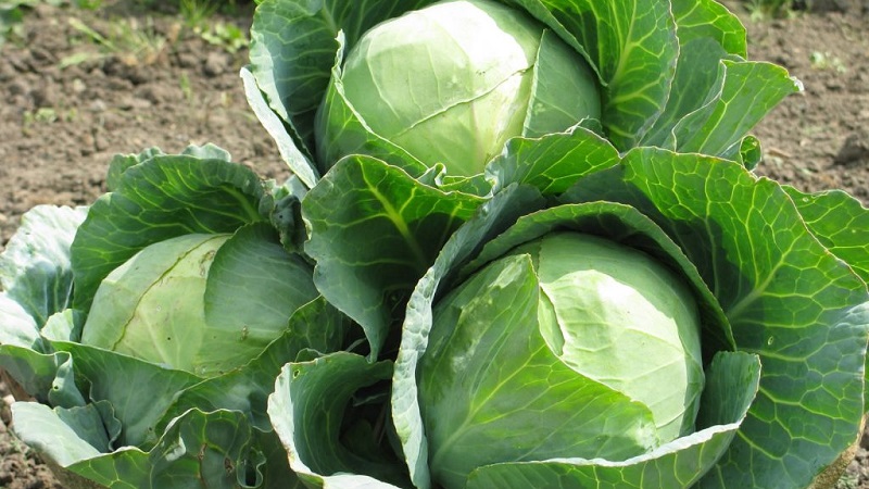 Varieties and types of cabbage with photos and descriptions