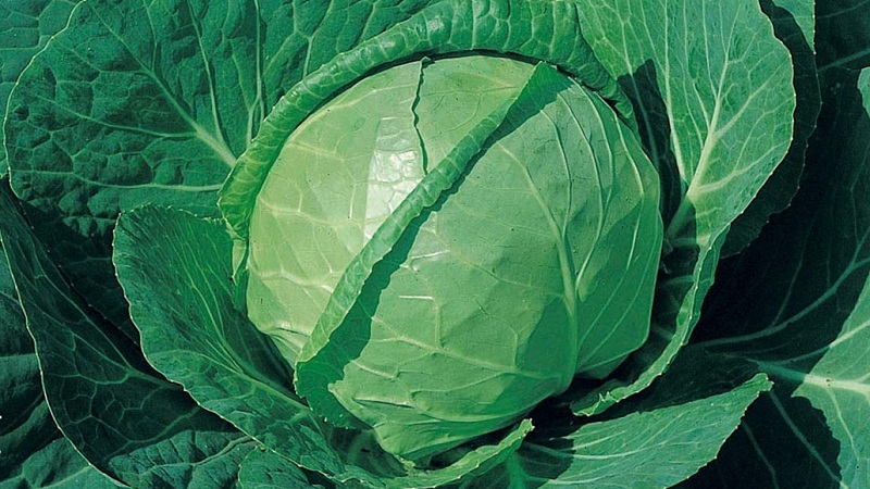 Varieties and types of cabbage with photos and descriptions