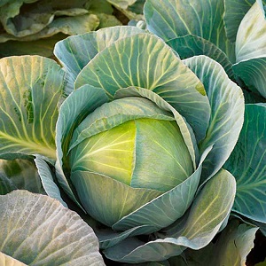 Varieties and types of cabbage with photos and descriptions