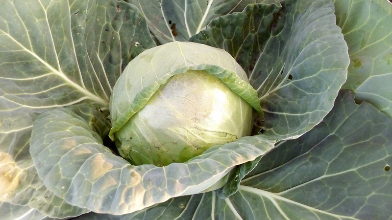 Varieties and types of cabbage with photos and descriptions
